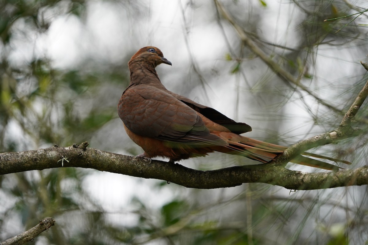 Brown Cuckoo-Dove - ML613895476