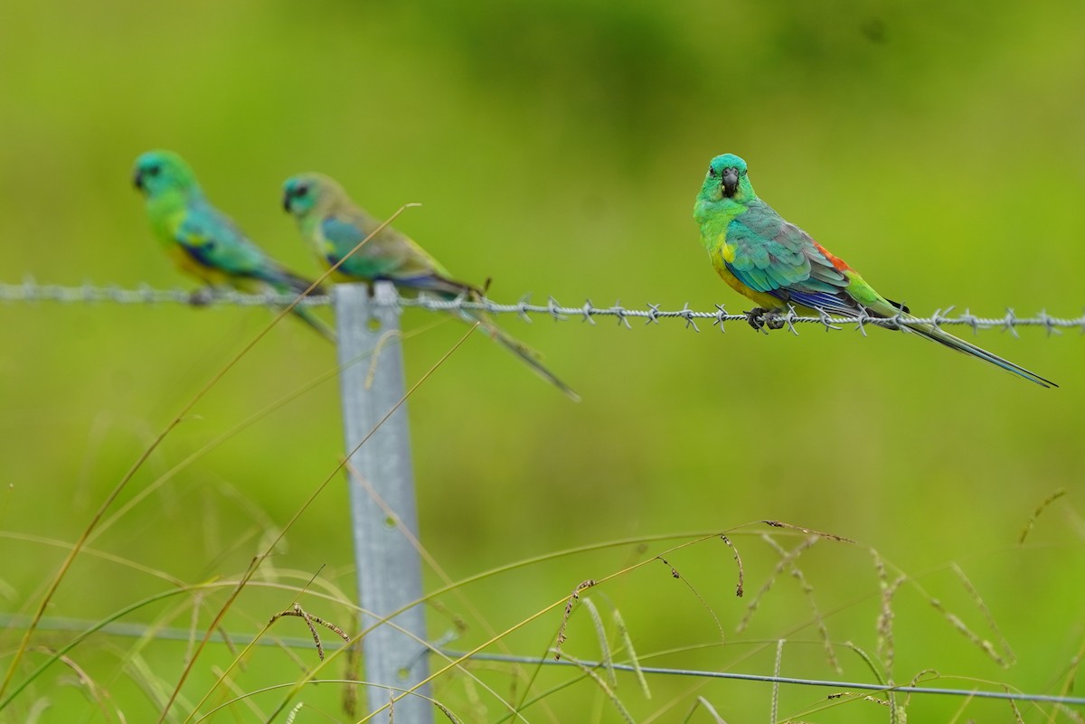Red-rumped Parrot - ML613895489