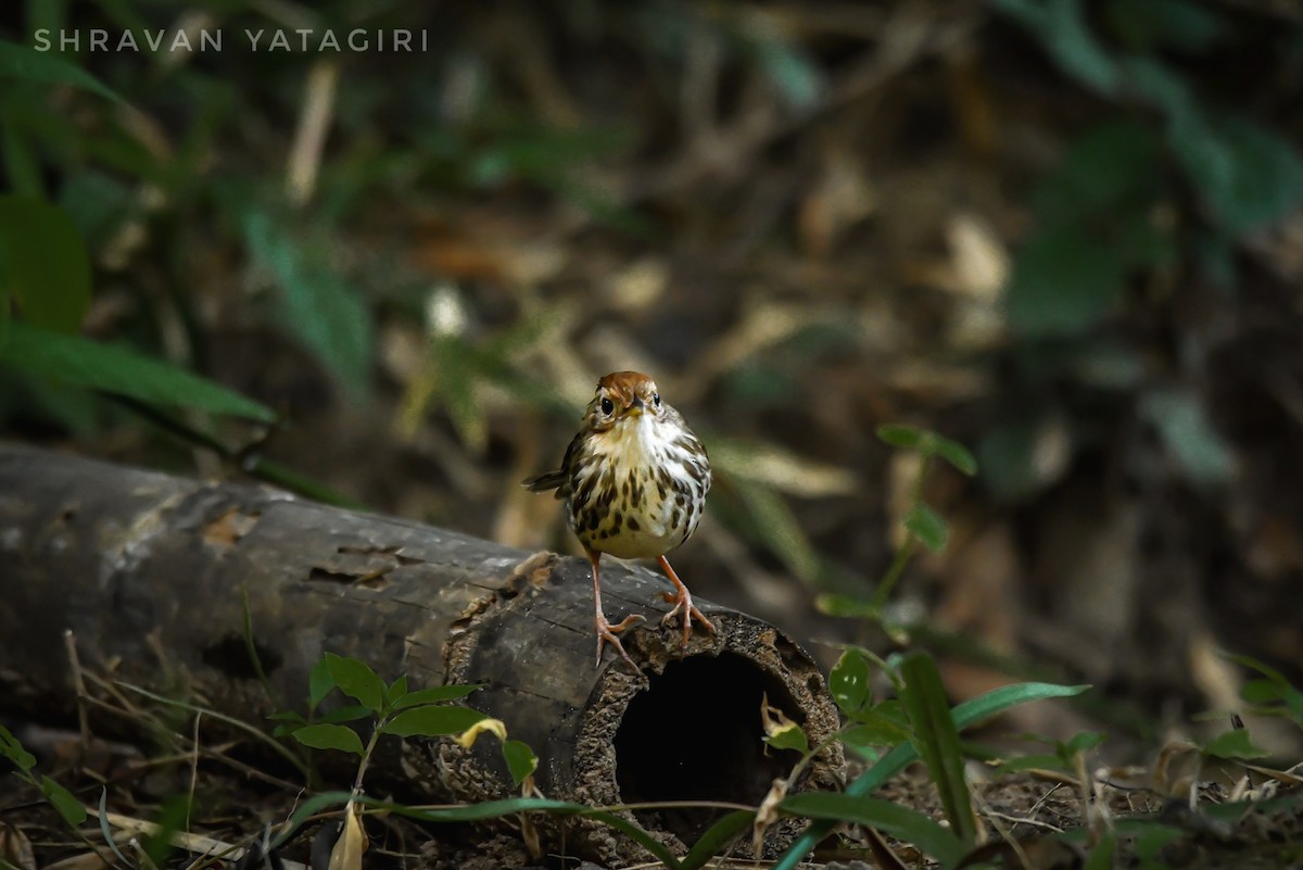 Puff-throated Babbler - ML613895530