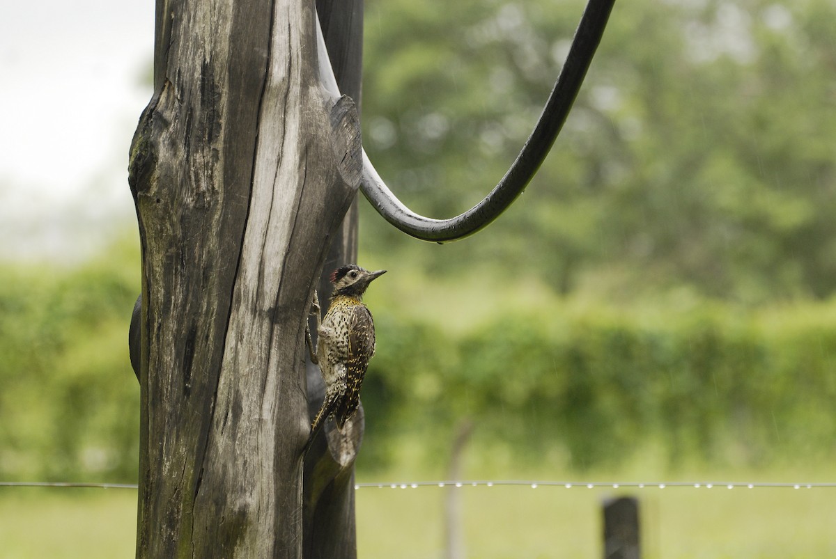 Green-barred Woodpecker - Maxime Zucca