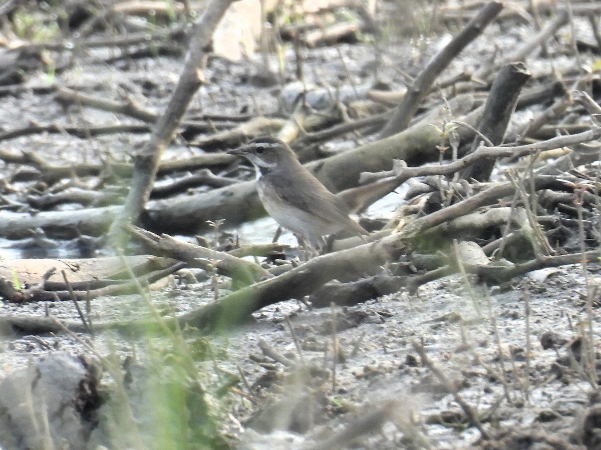 Bluethroat - ML613895707