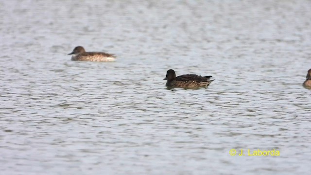 Green-winged Teal - ML613895709
