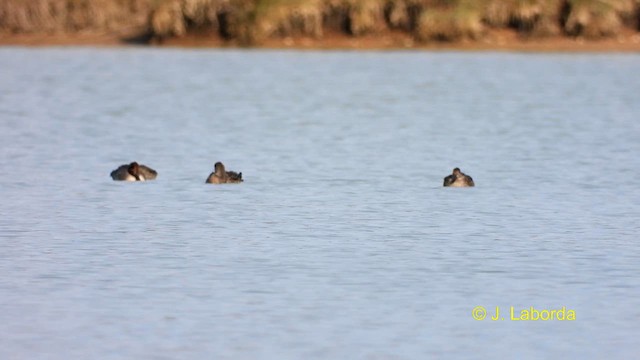 Green-winged Teal - ML613895710