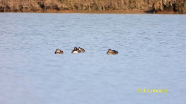 Green-winged Teal - ML613895711