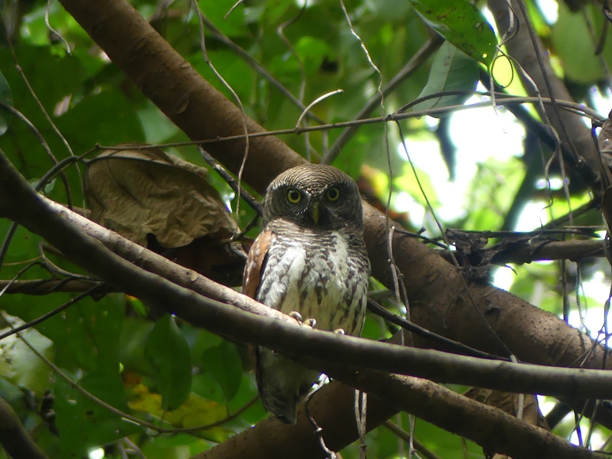 Chestnut-backed Owlet - Andrew Sides