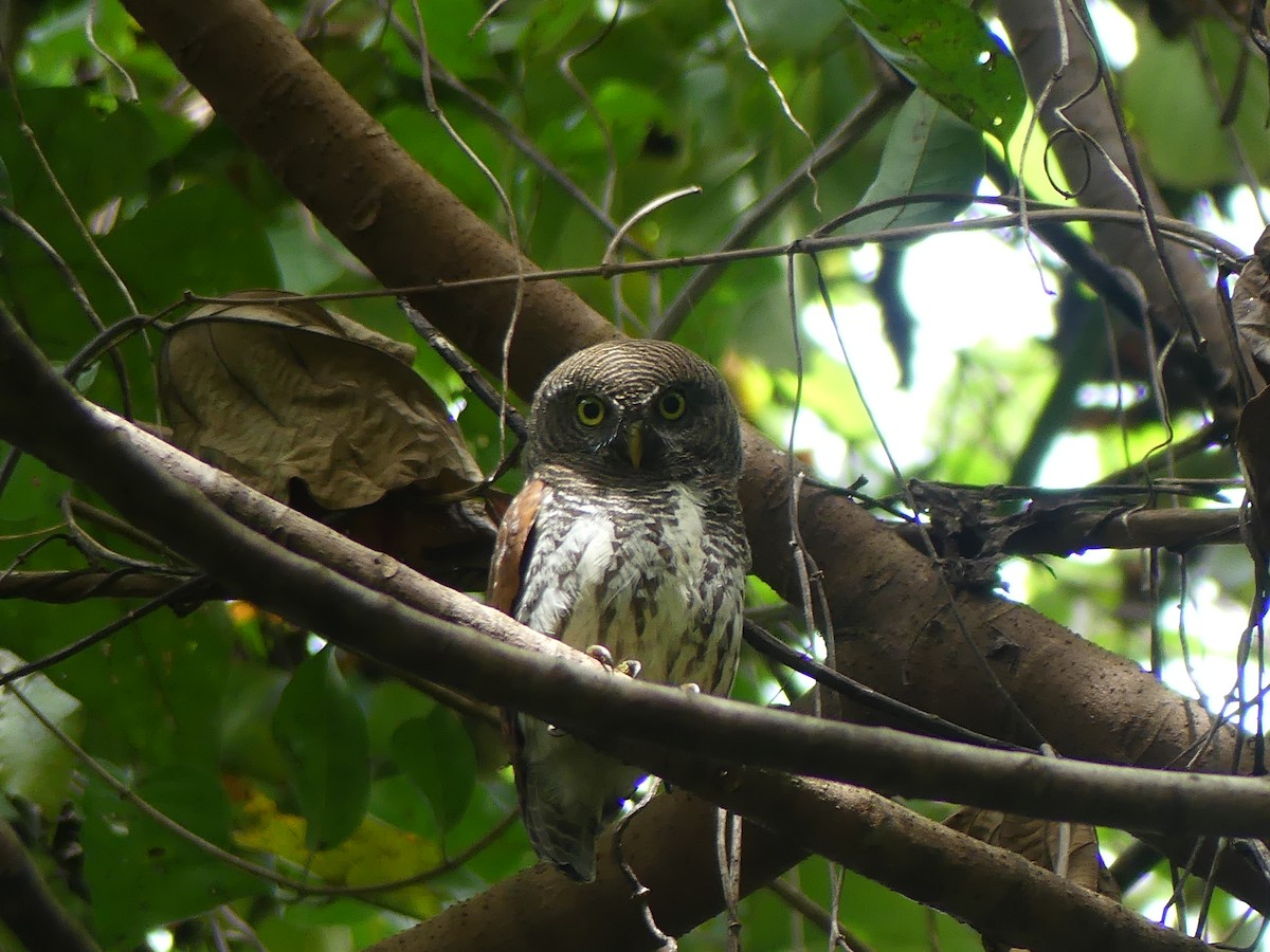 Chestnut-backed Owlet - Andrew Sides