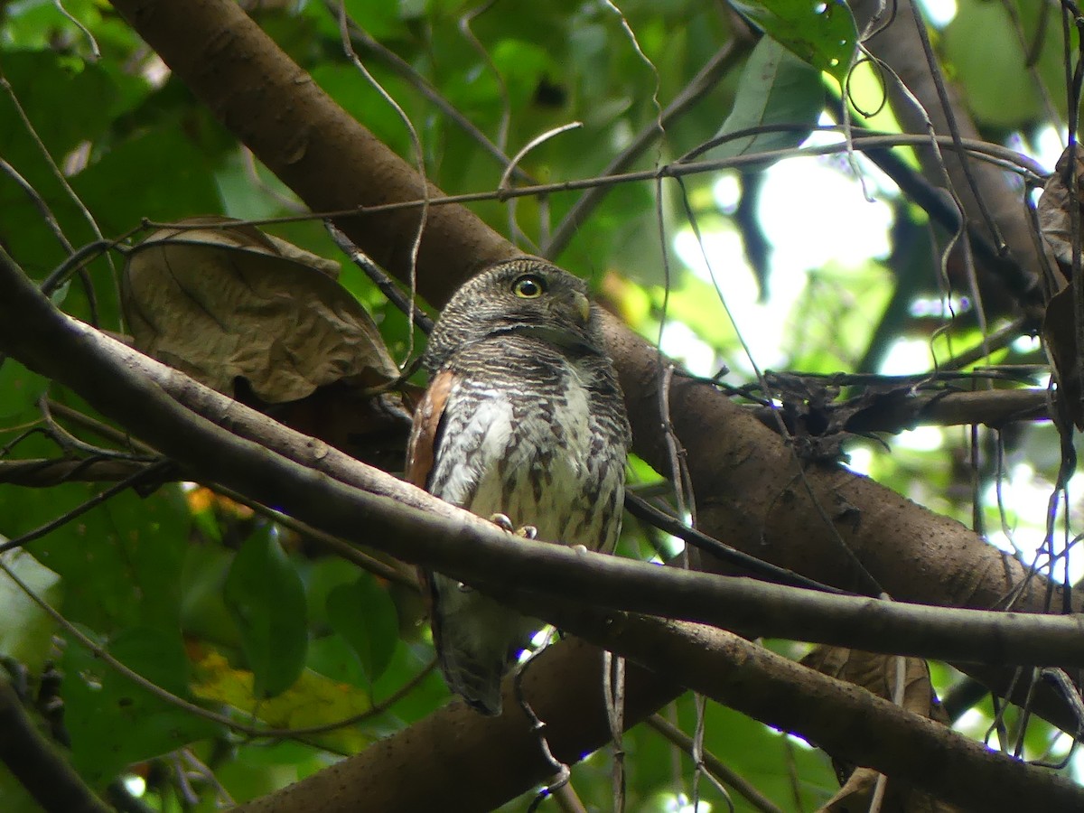 Chestnut-backed Owlet - Andrew Sides