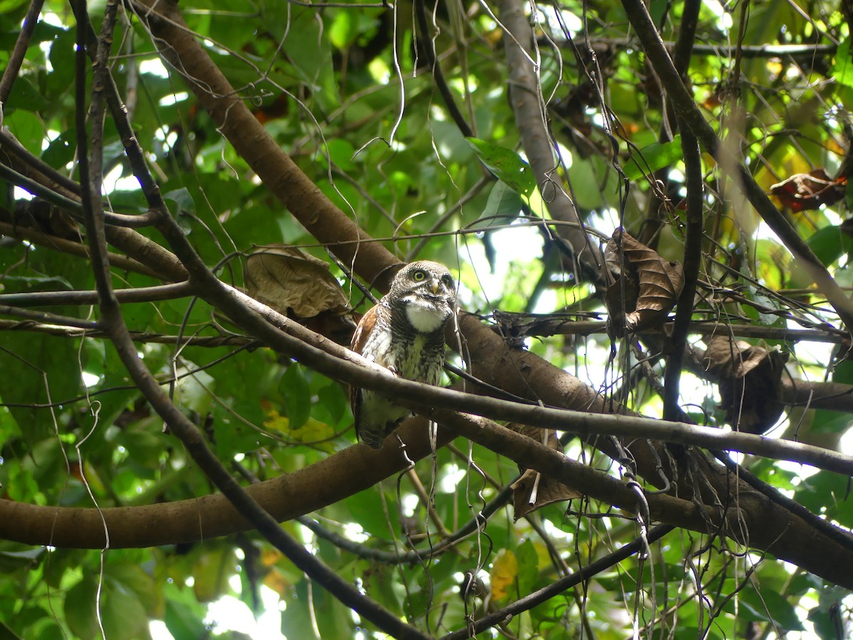 Chestnut-backed Owlet - Andrew Sides