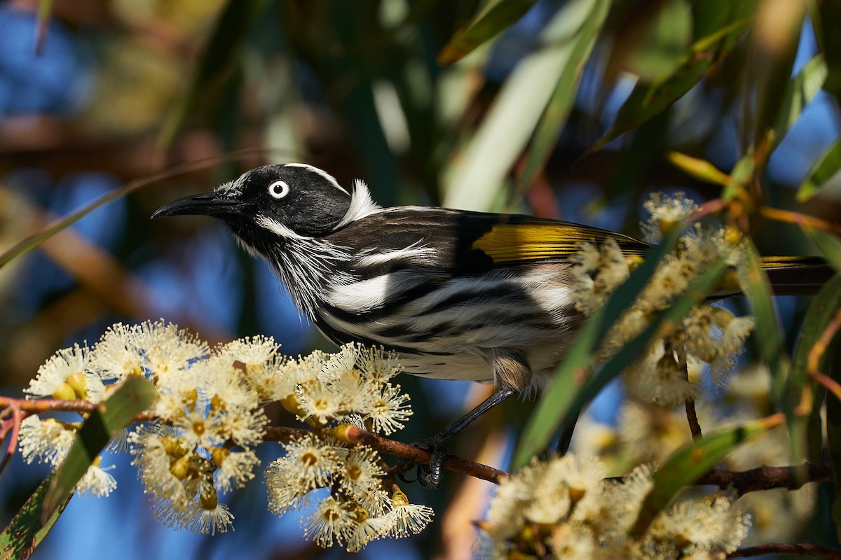 New Holland Honeyeater - ML613895742