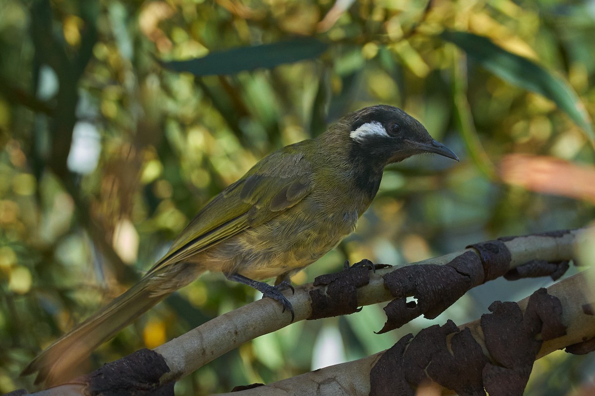 White-eared Honeyeater - ML613895743