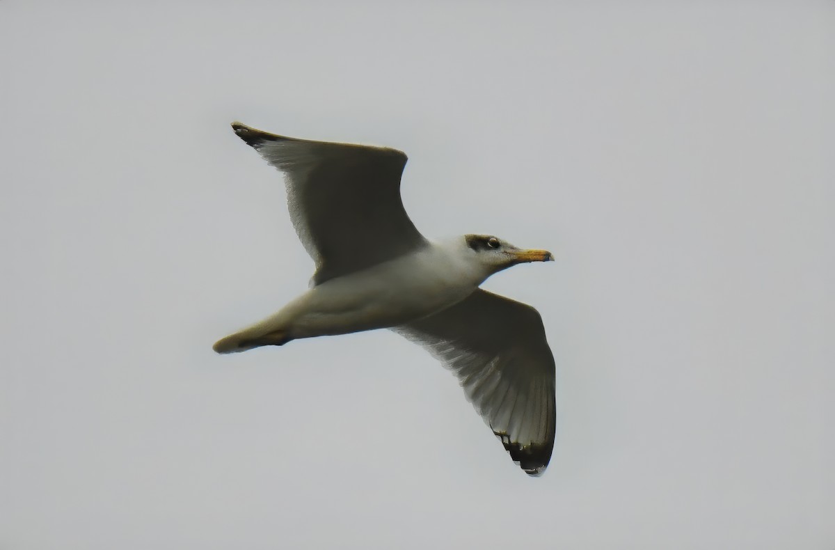 Pallas's Gull - ML613895771