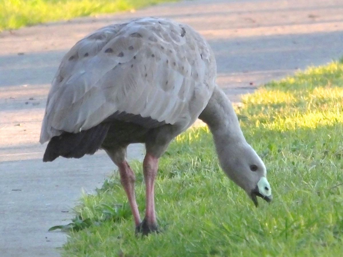 Cape Barren Goose - ML613895897