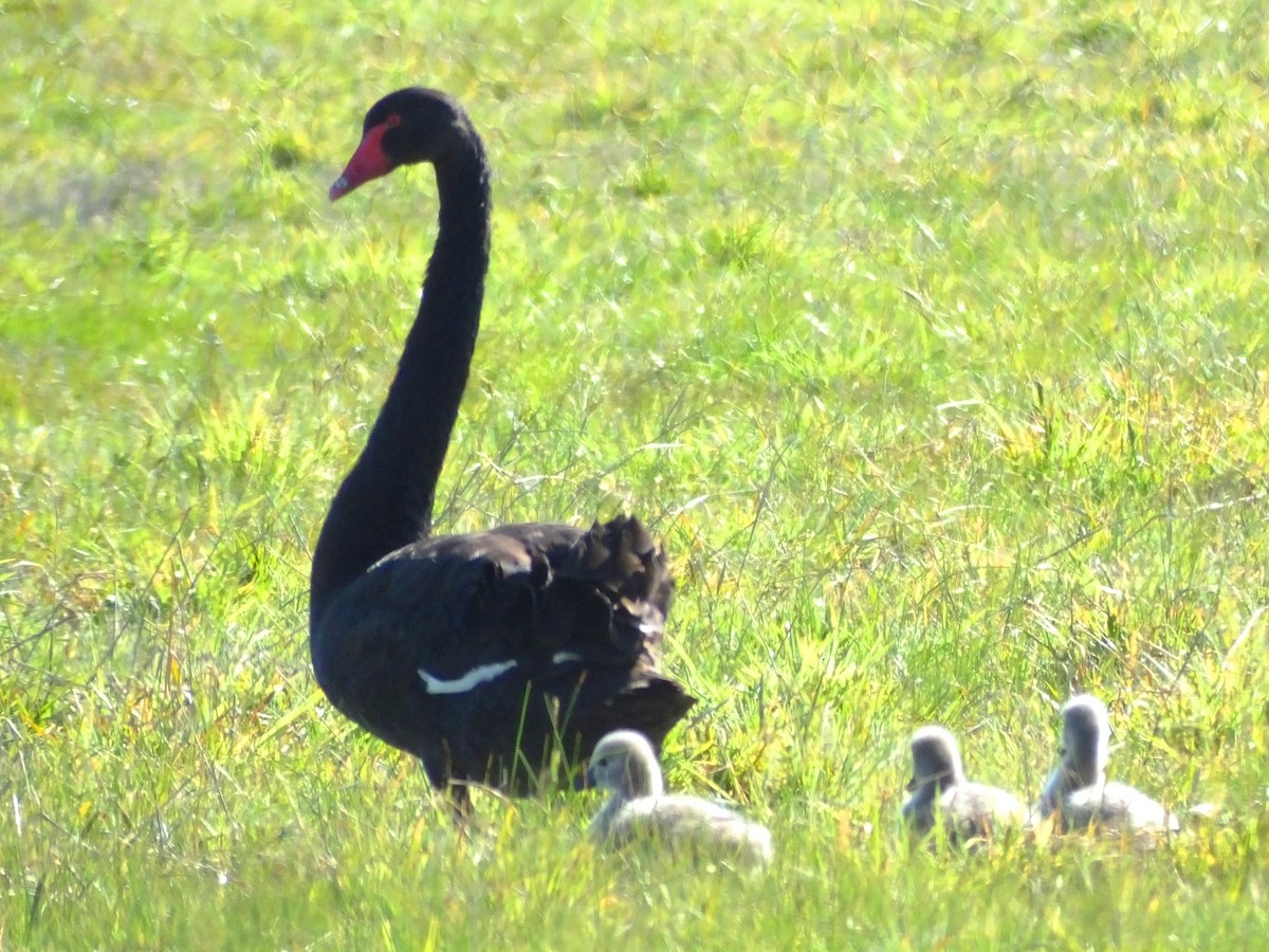 Cisne Negro - ML613895905