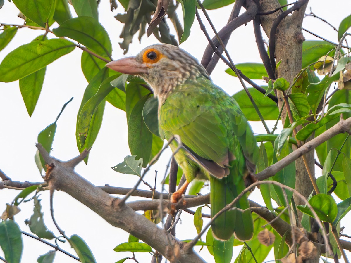 Lineated Barbet - ML613895908