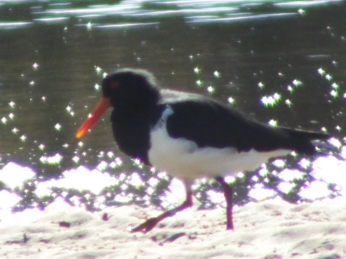 Pied Oystercatcher - ML613895909