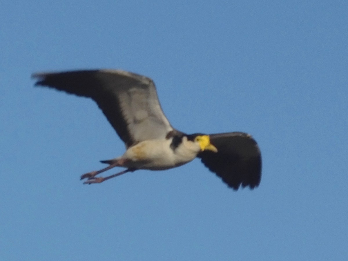 Masked Lapwing - ML613895911