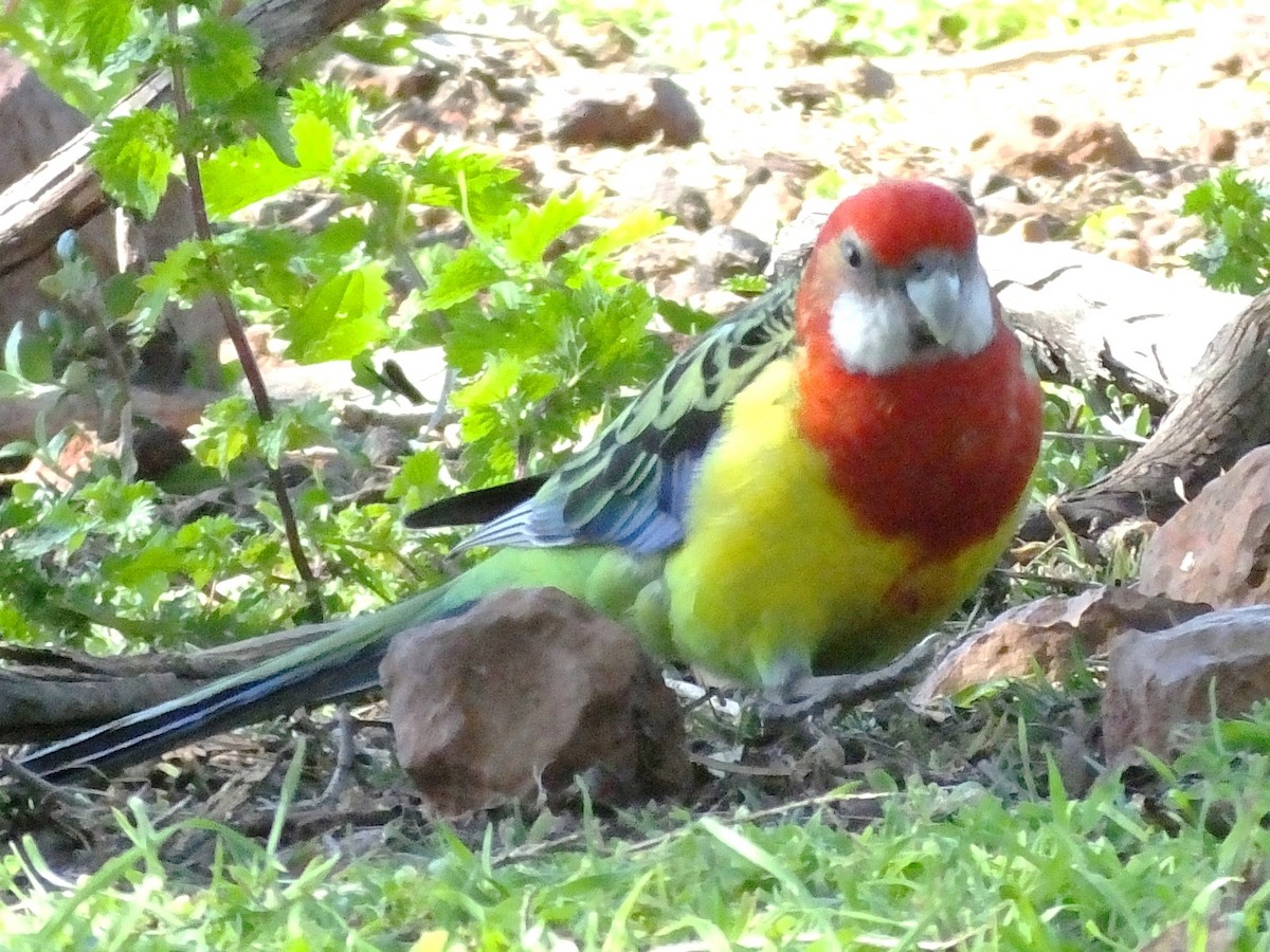 Eastern Rosella - ML613895943