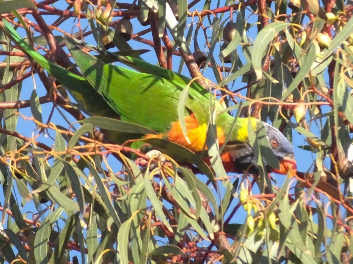 Rainbow Lorikeet - ML613895957