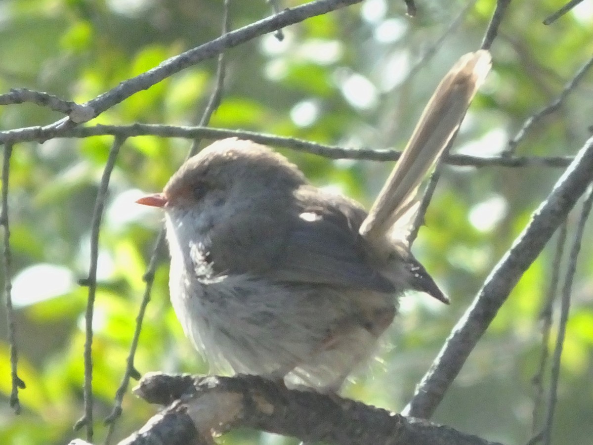 Superb Fairywren - ML613895961