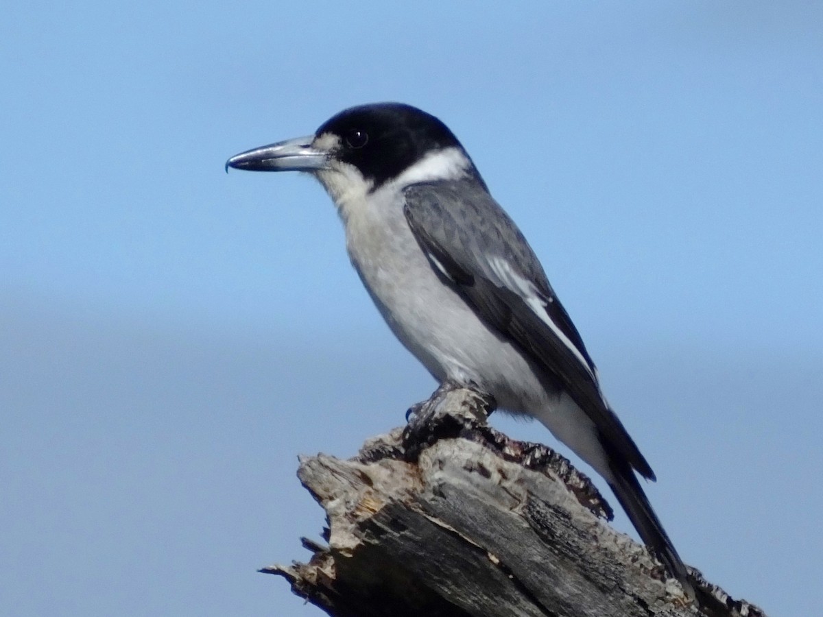 Gray Butcherbird - Charles Lam