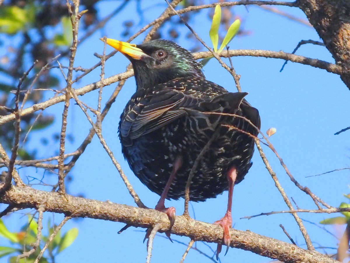 European Starling - ML613895978