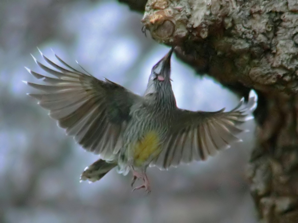 Red Wattlebird - ML613896061