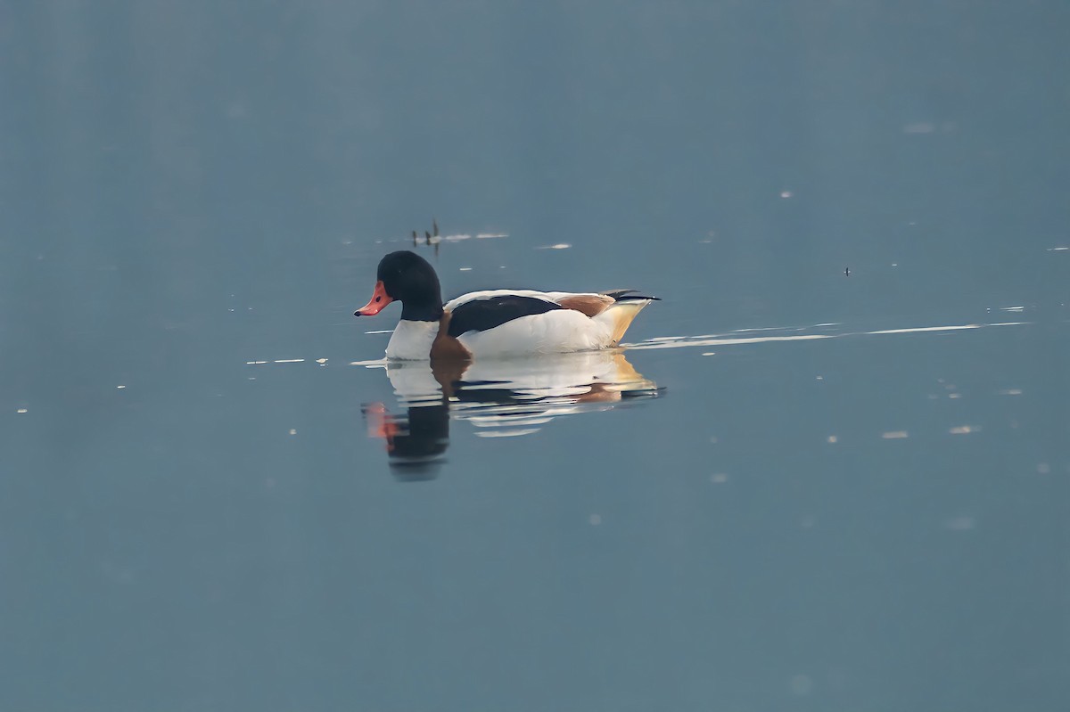 Common Shelduck - ML613896117