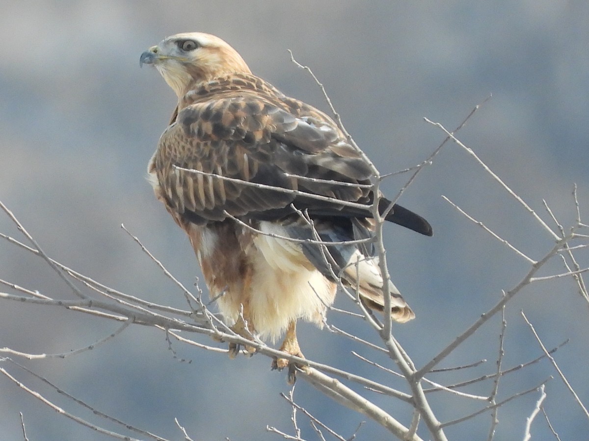 Long-legged Buzzard - ML613896138