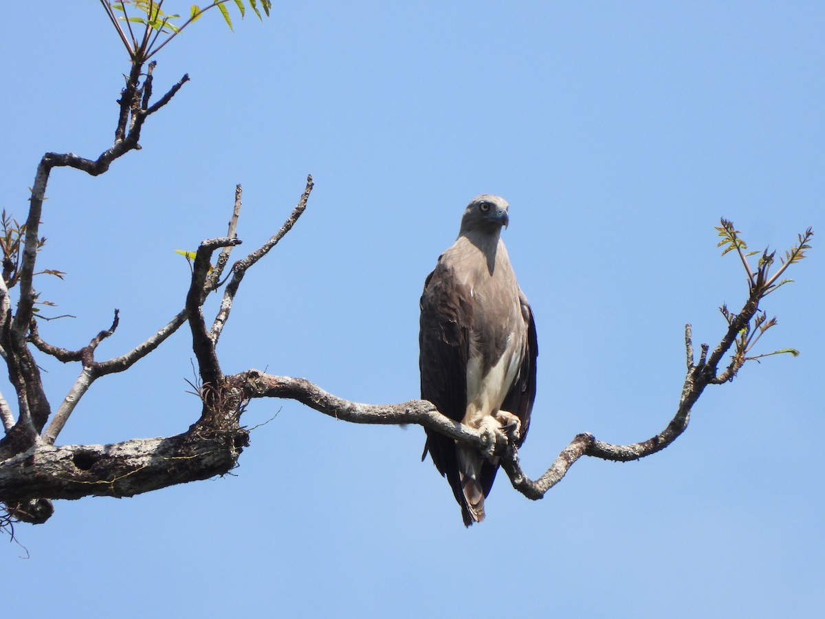 Lesser Fish-Eagle - ML613896139