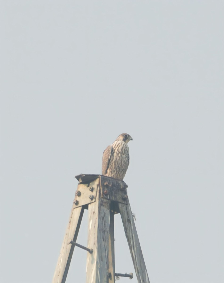 Peregrine Falcon - ML613896169