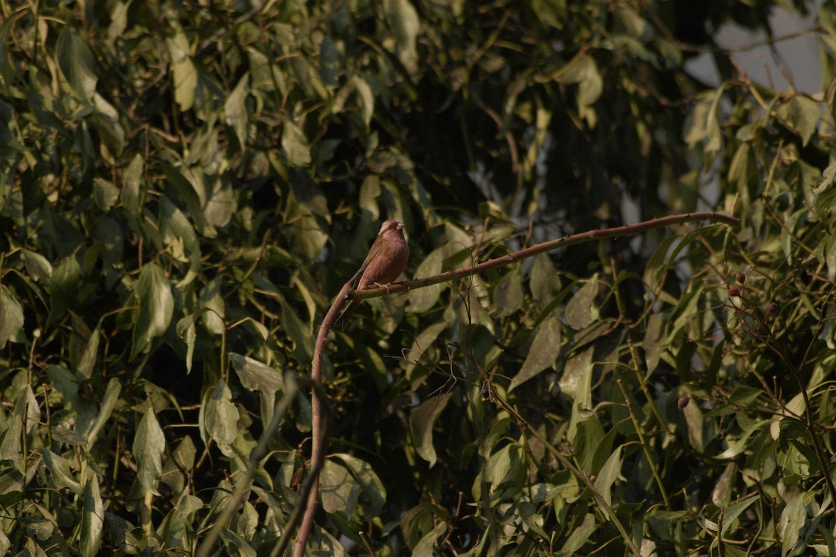 Pink-browed Rosefinch - ML613896190