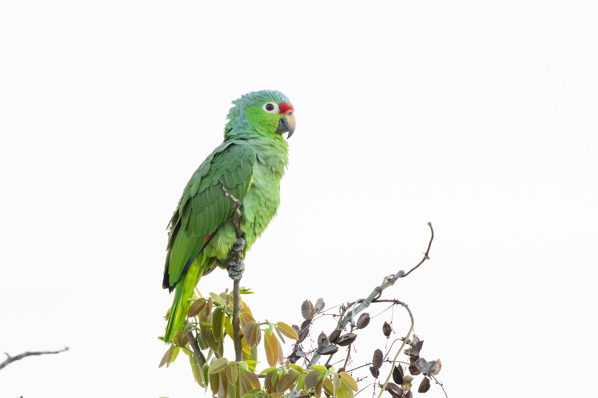 Red-lored Parrot - Carsten Sekula
