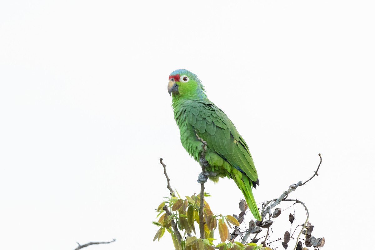 Red-lored Parrot - Carsten Sekula