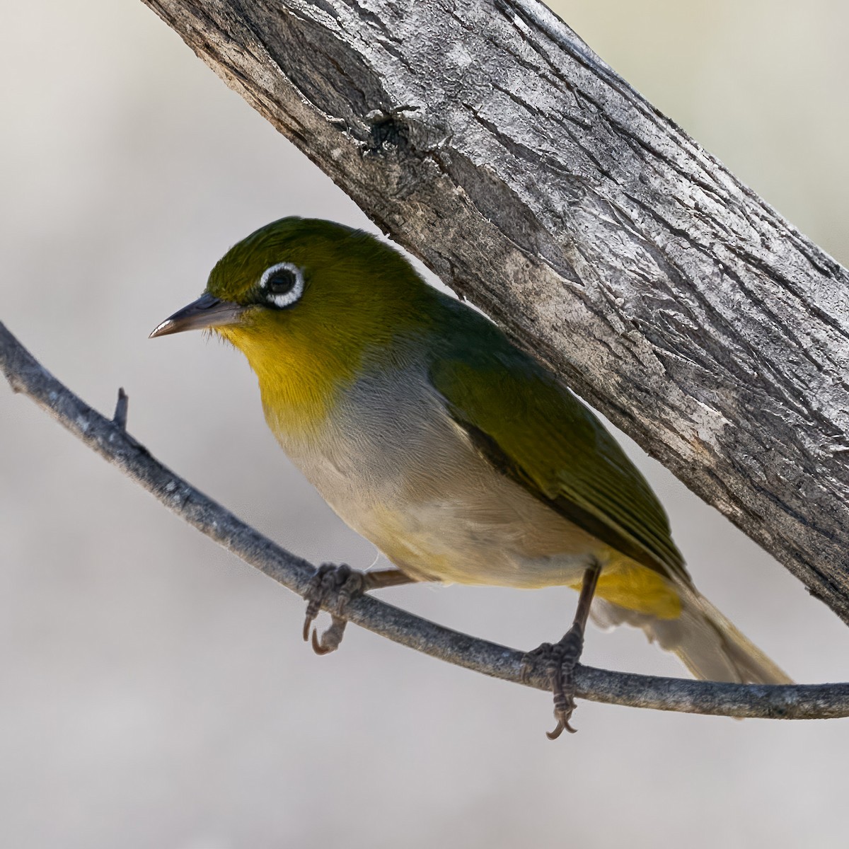 Silvereye - ML613896249