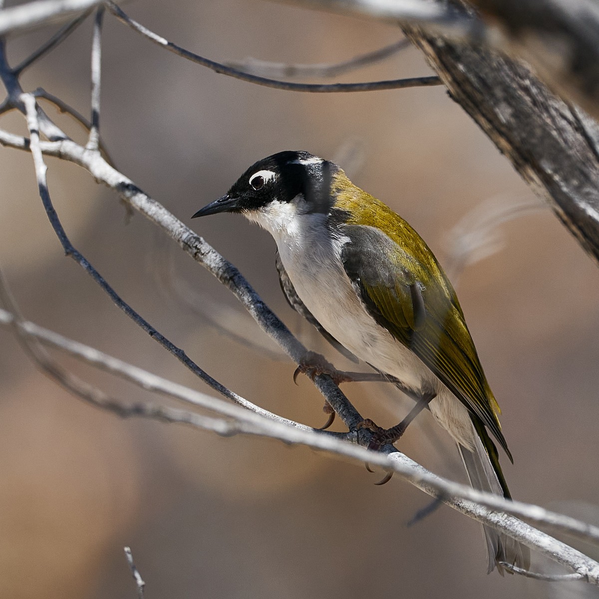 Gilbert's Honeyeater - ML613896254