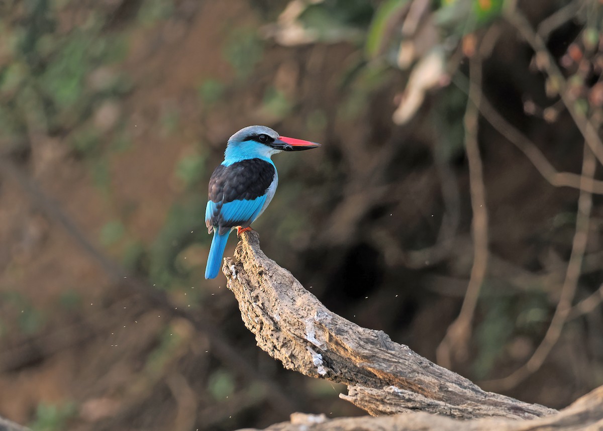 Blue-breasted Kingfisher - Sam Woods