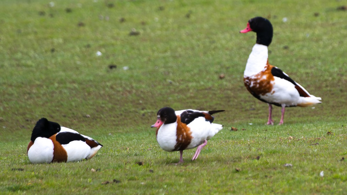 Common Shelduck - ML613896366