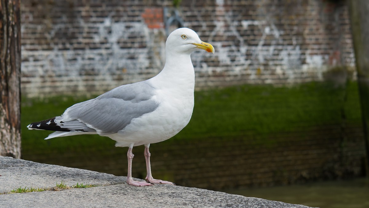 Herring Gull - ML613896388