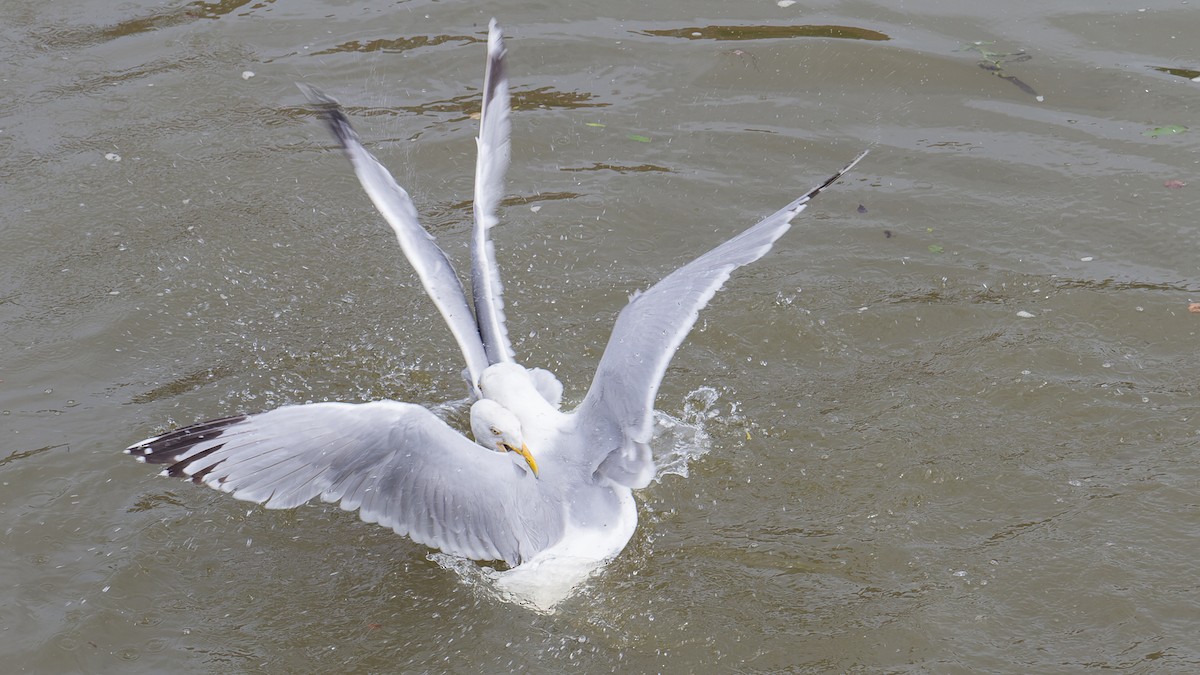 Herring Gull - ML613896389