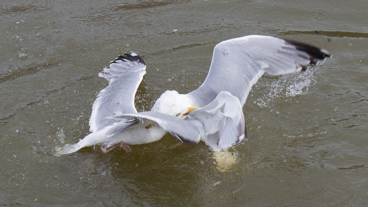 Herring Gull - ML613896390