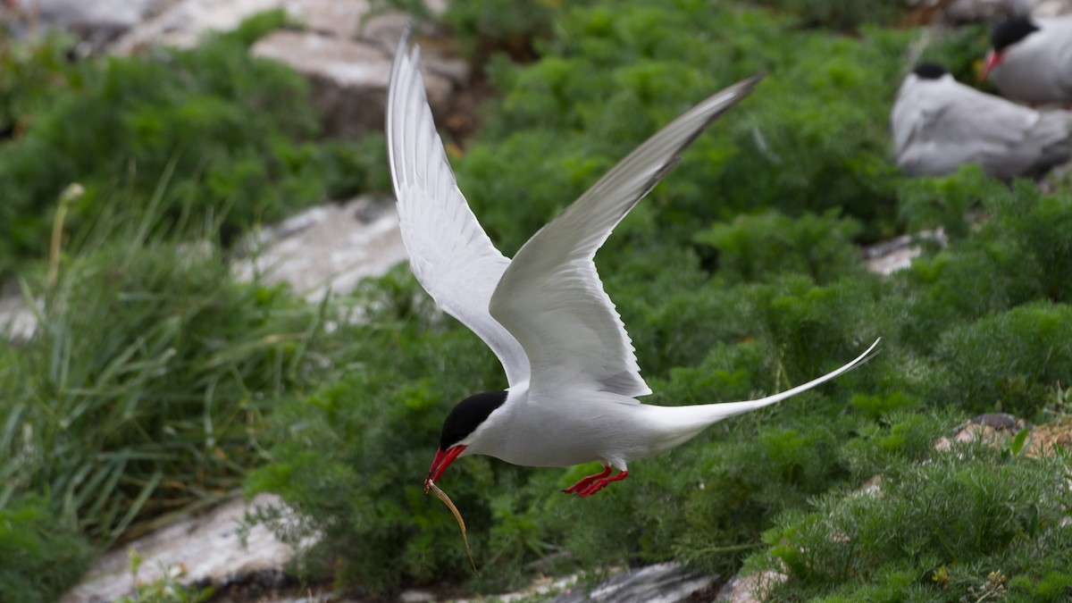 Arctic Tern - ML613896397