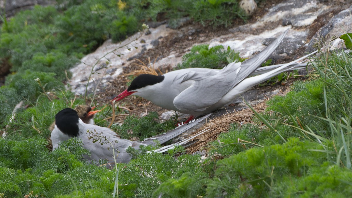 Arctic Tern - ML613896398