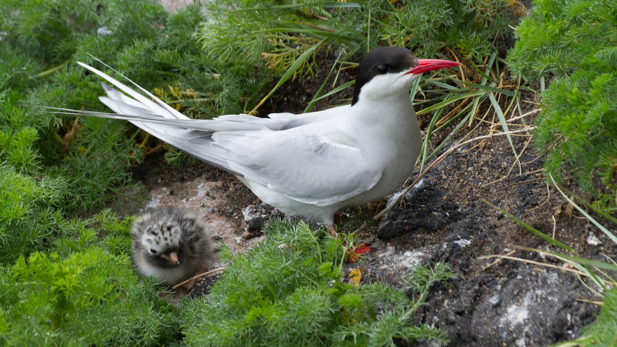 Arctic Tern - ML613896399