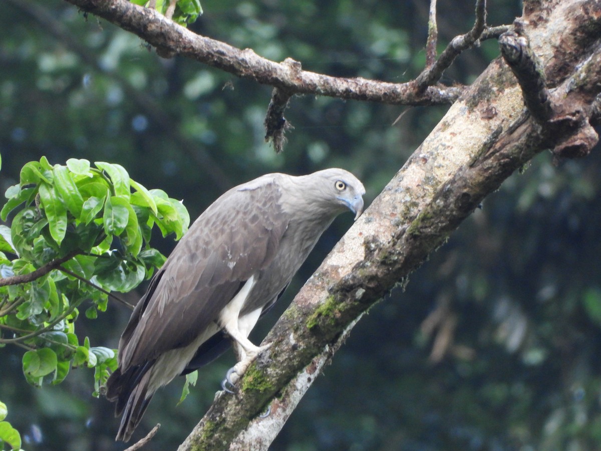 Lesser Fish-Eagle - ML613896434