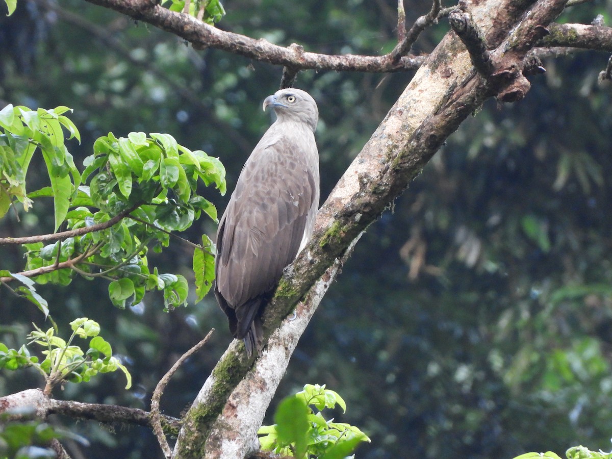 Lesser Fish-Eagle - ML613896435