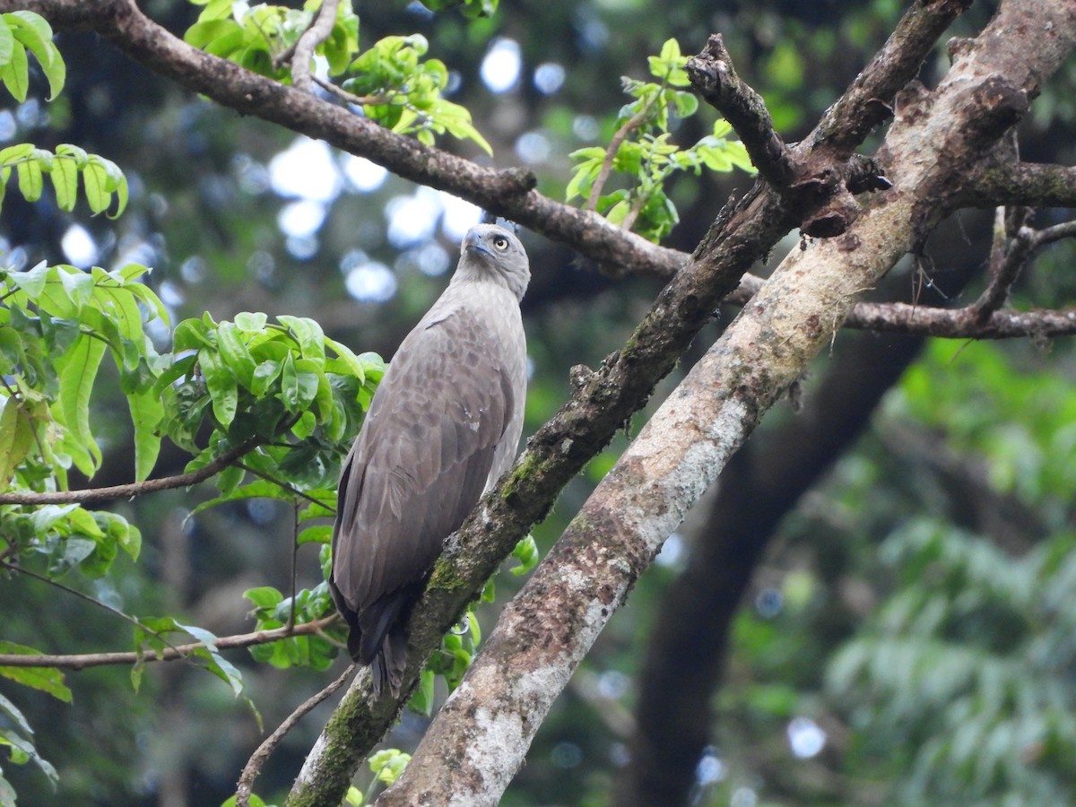 Lesser Fish-Eagle - ML613896437