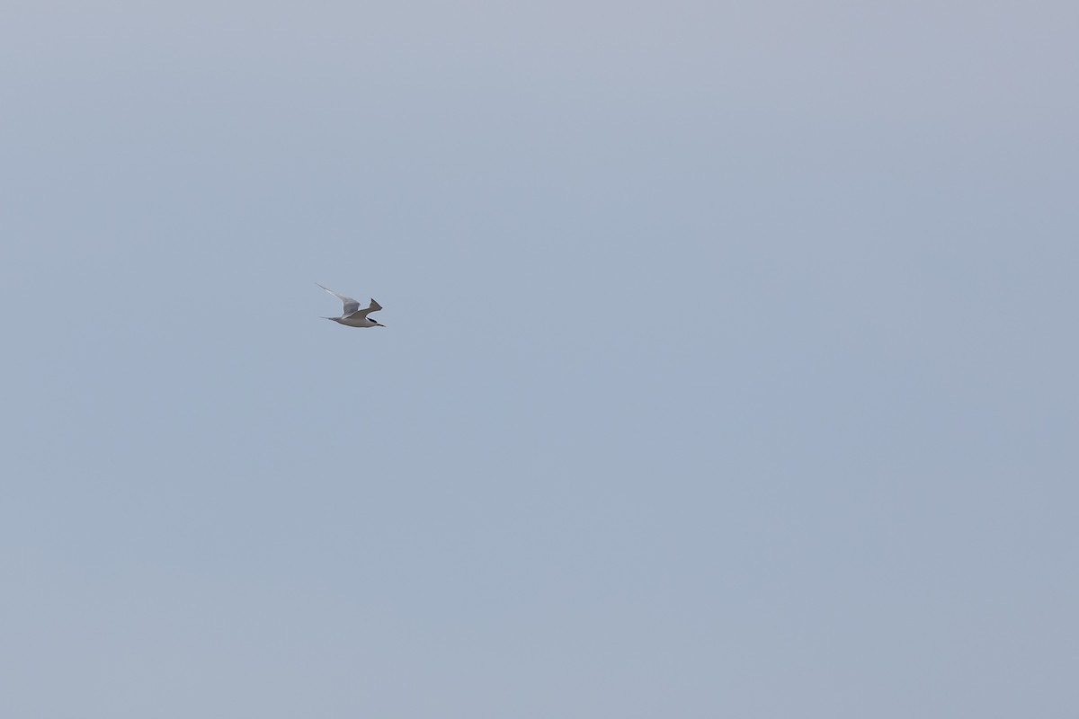 Great Crested Tern - ML613896439