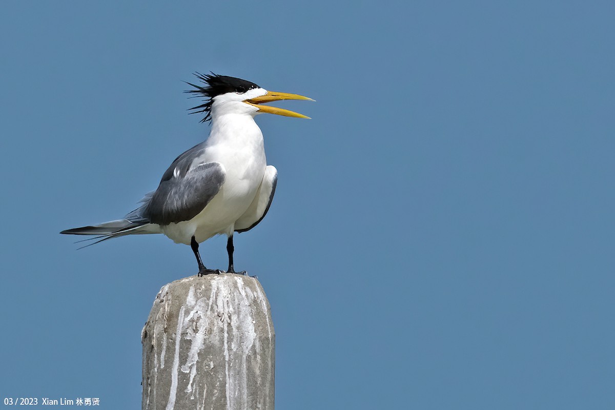 Great Crested Tern - Lim Ying Hien