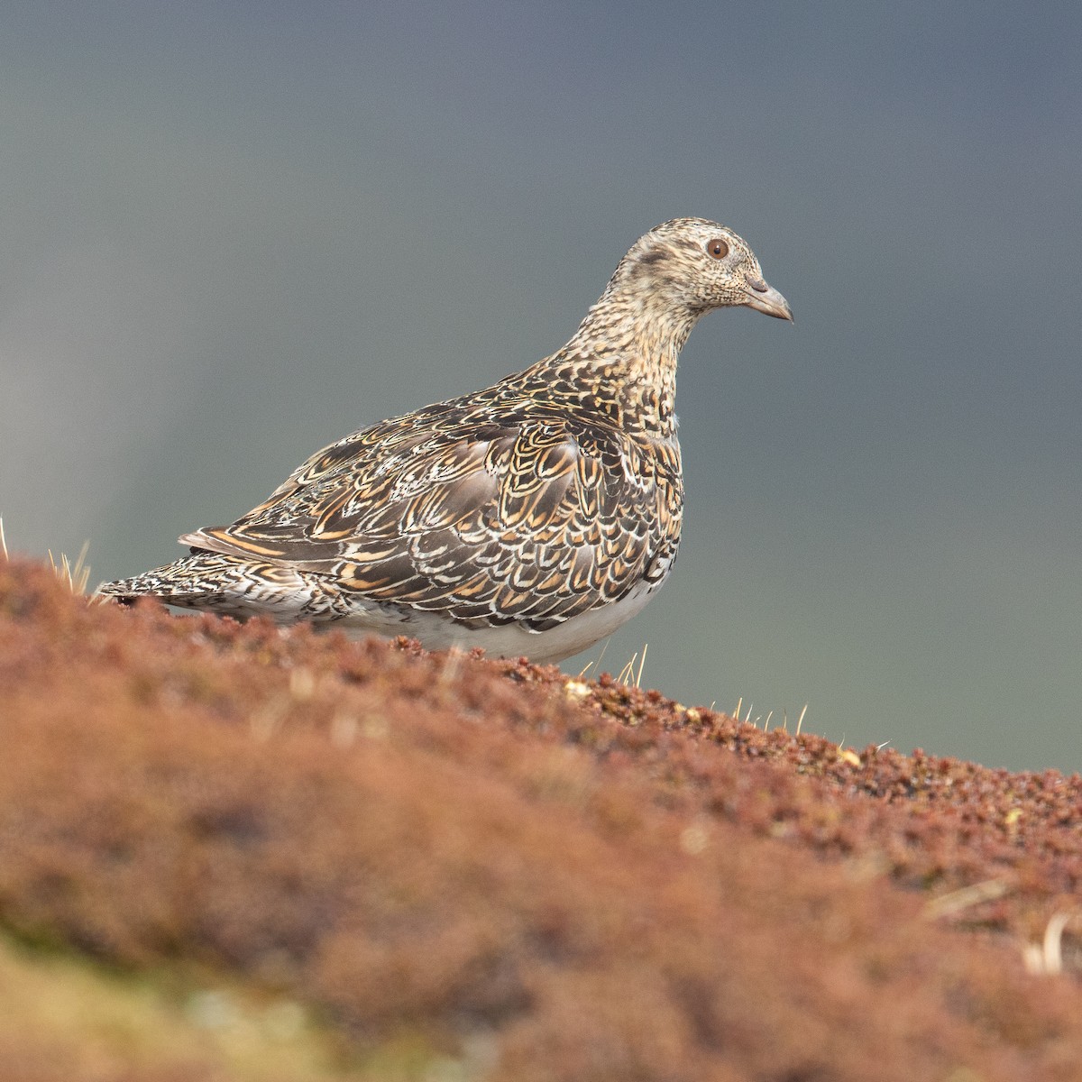 Agachona Patagona - ML613896498