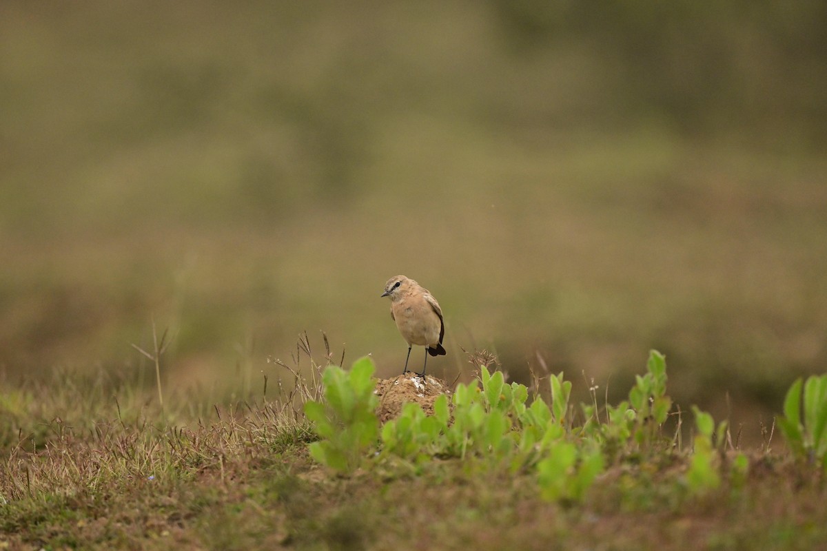 Isabelline Wheatear - ML613896513